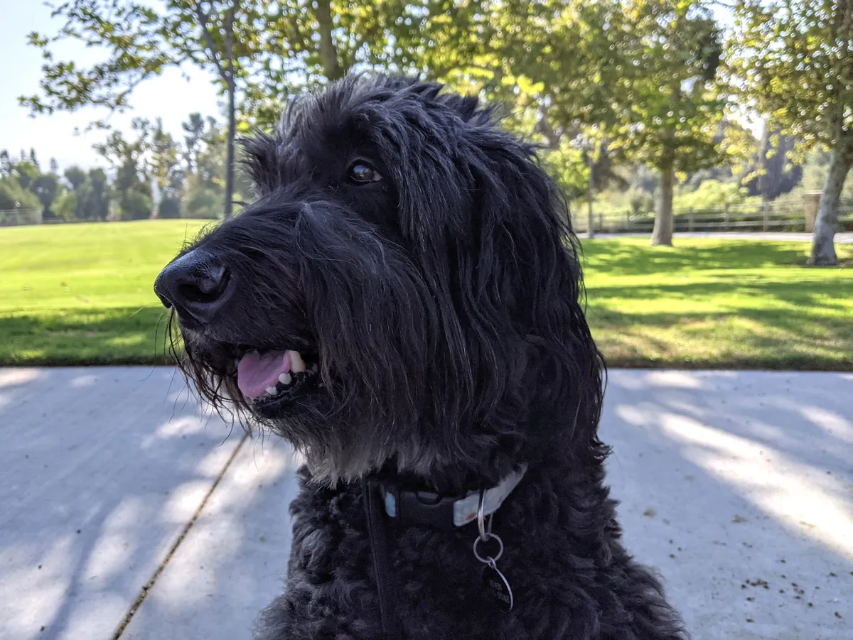 Polisen jagar giftblandare efter kött som gjort hund sjuk och dödat rävar