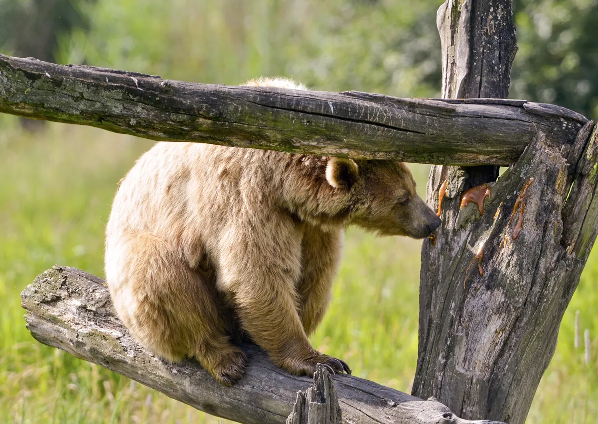 Veterinarian Calls for Wildlife Rehabilitation in Kronoberg County