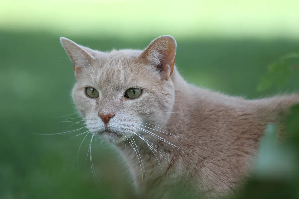 Ukrainian troops use drone to evacuate cat and dog from front lines