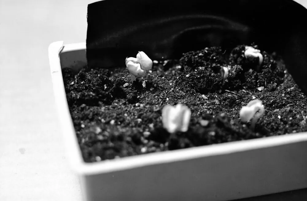 High seedling mortality rates plague Swedish forestry with regional variations