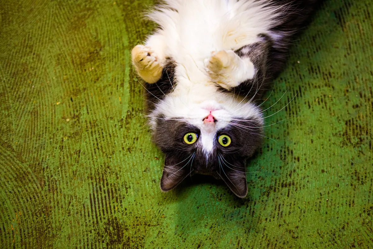 Fox cubs found in Mustang Mach-E during repair reunited with mother