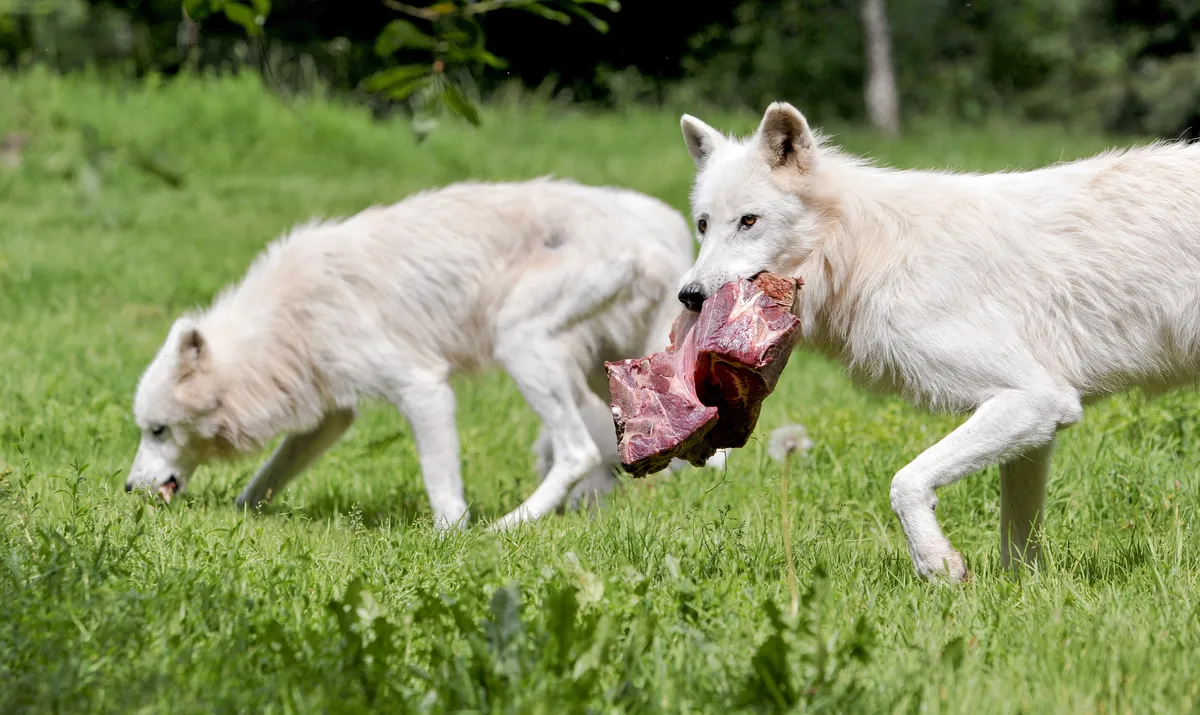 Sweden's vertebrate species rise masks biodiversity decline, researchers warn