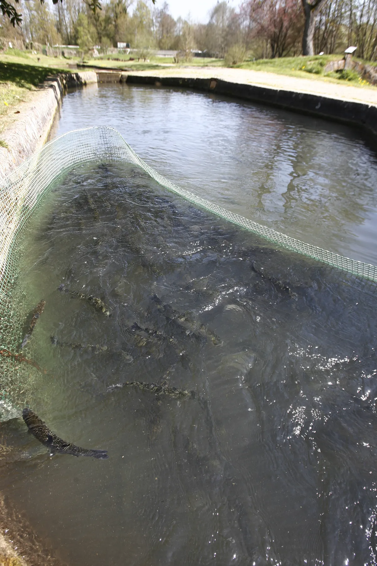 IPN Virus Found at Malgomaj Fish Farm, Forcing Slaughter of All Fish