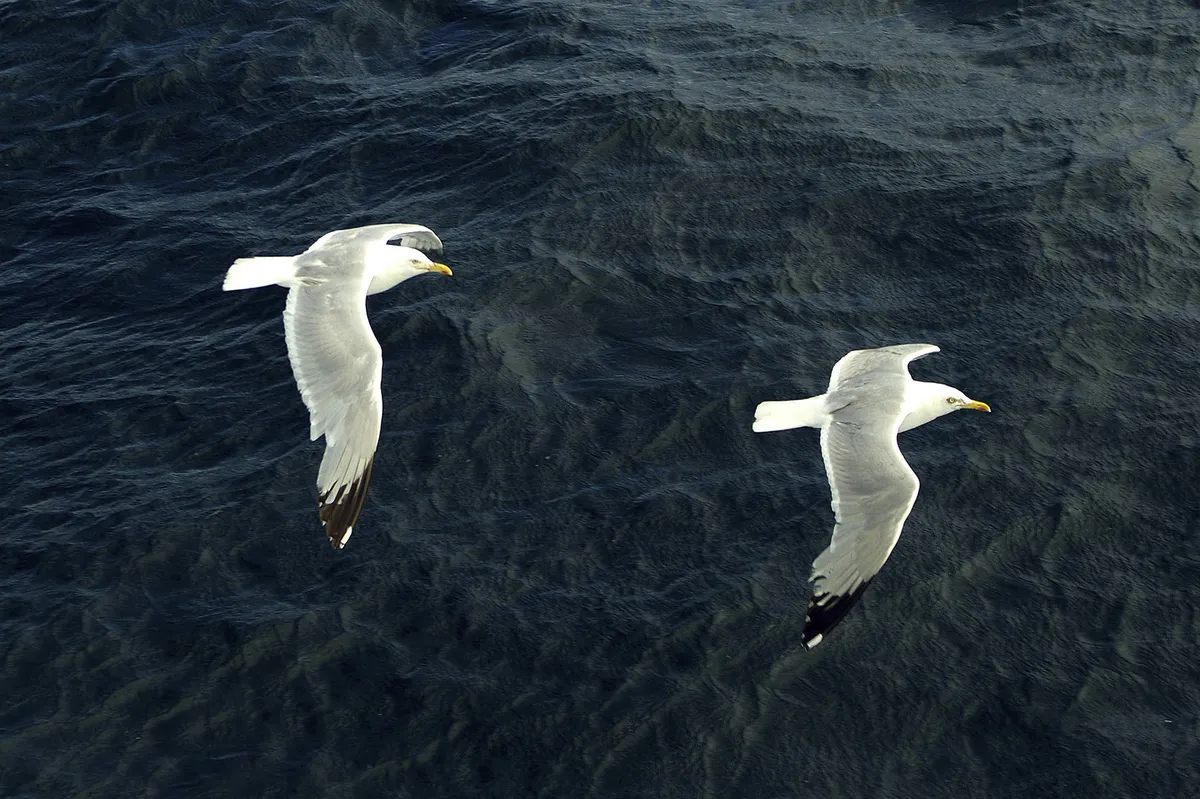Svensk tävlande i Europamästerskapet i måsskrik