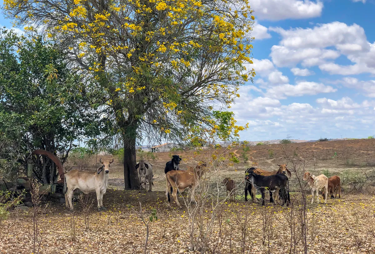 Fire destroys farm building in Nordland, 80 cattle likely perished
