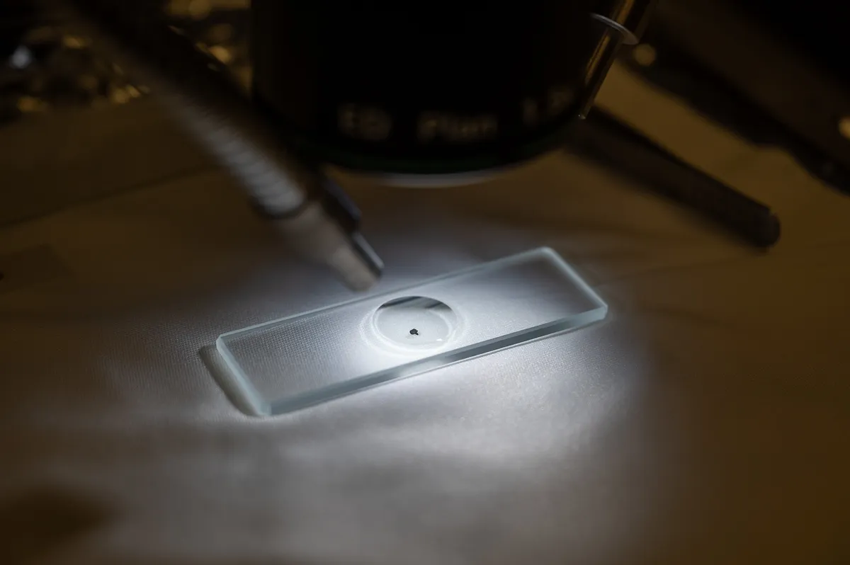 Study suggests dermcidin in sweat and saliva may explain flu resistance