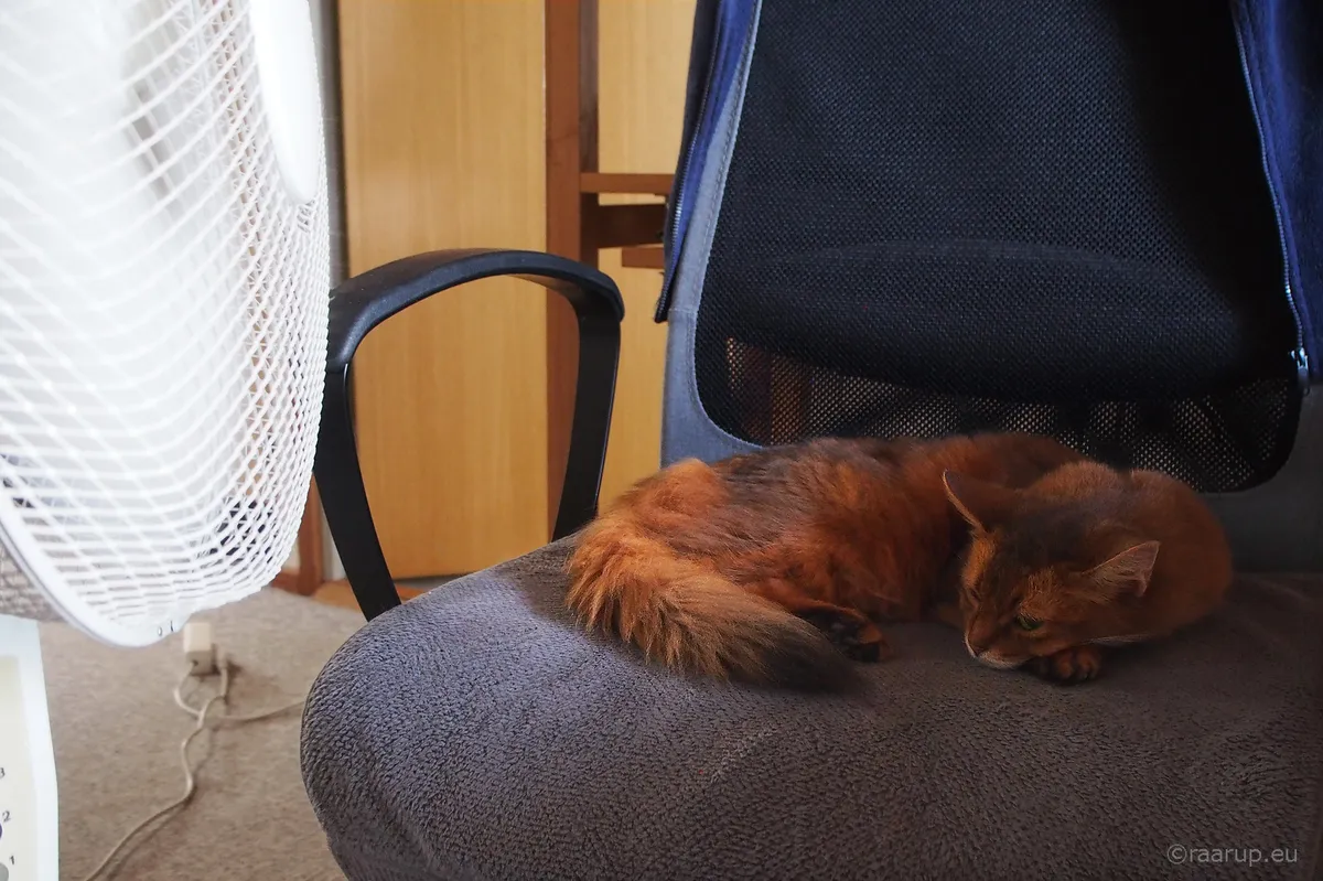 Dyson lanserar första bärbara fläkten mitt i brittisk värmebölja