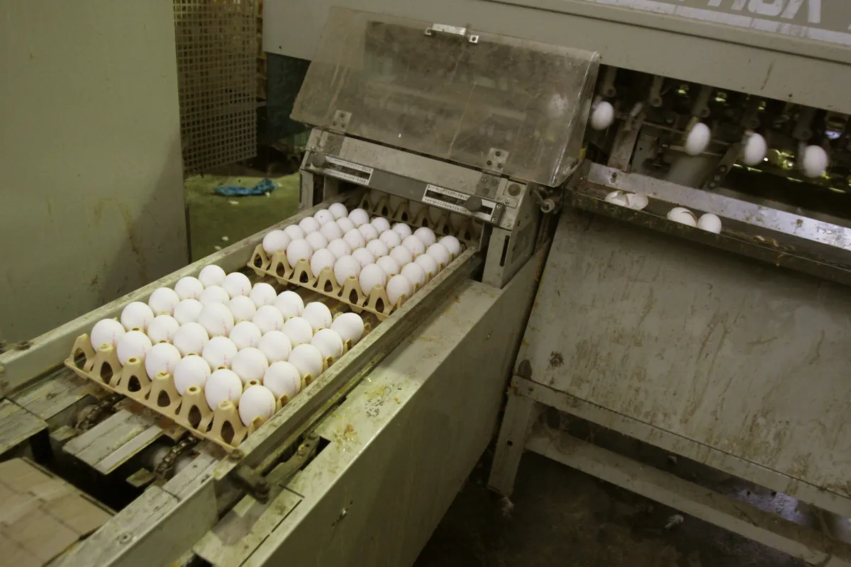 Företagare hittar Cadbury Mini Eggs-påse fylld med mestadels vita ägg