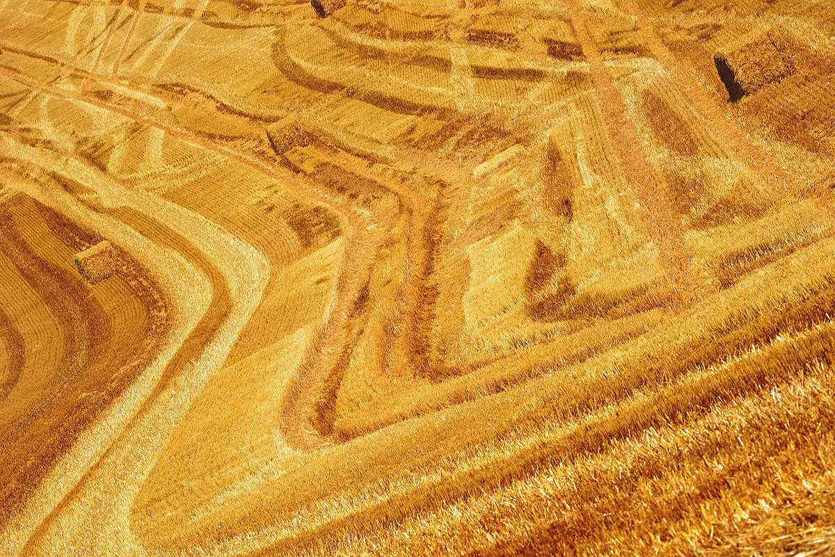 Gene-edited wheat reduces carcinogenic acrylamide in bread, field trials show