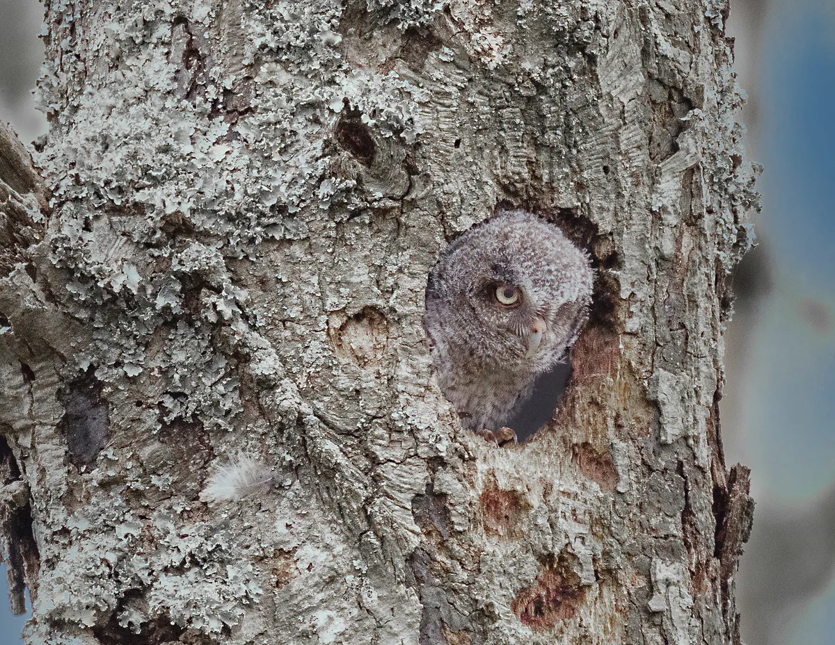 Non-native eagle owl found wild in UK urban area for years