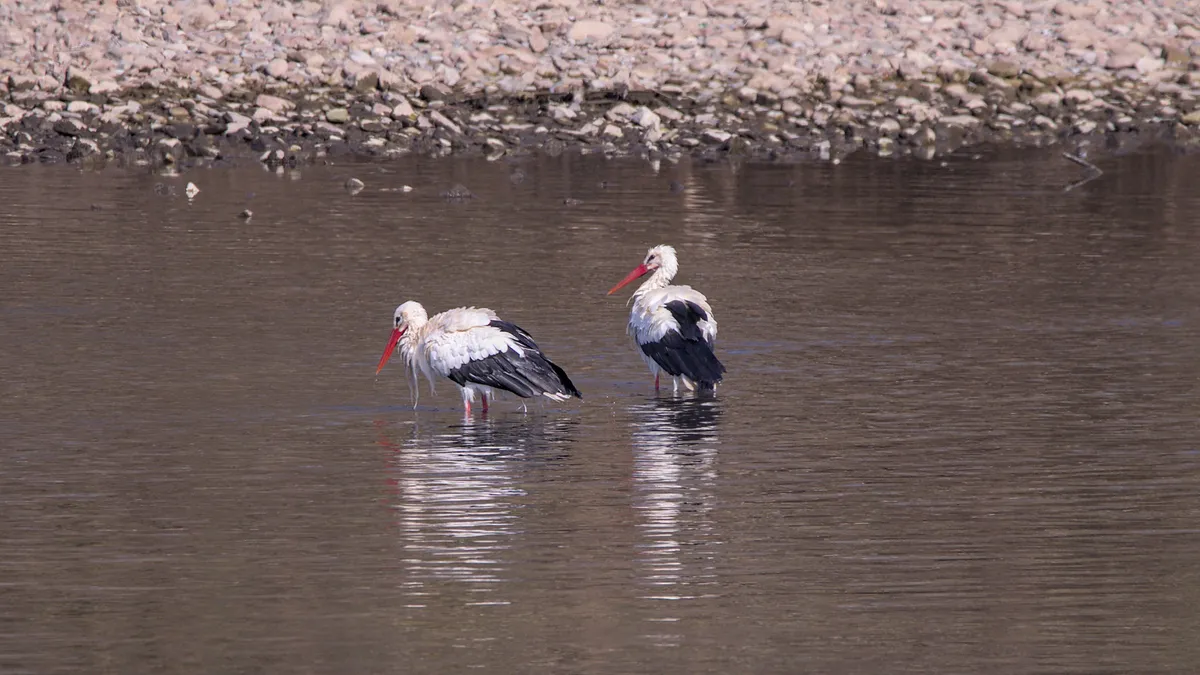Nya storkplattformar installerade i Fågeltofta för att hjälpa häckande fåglar
