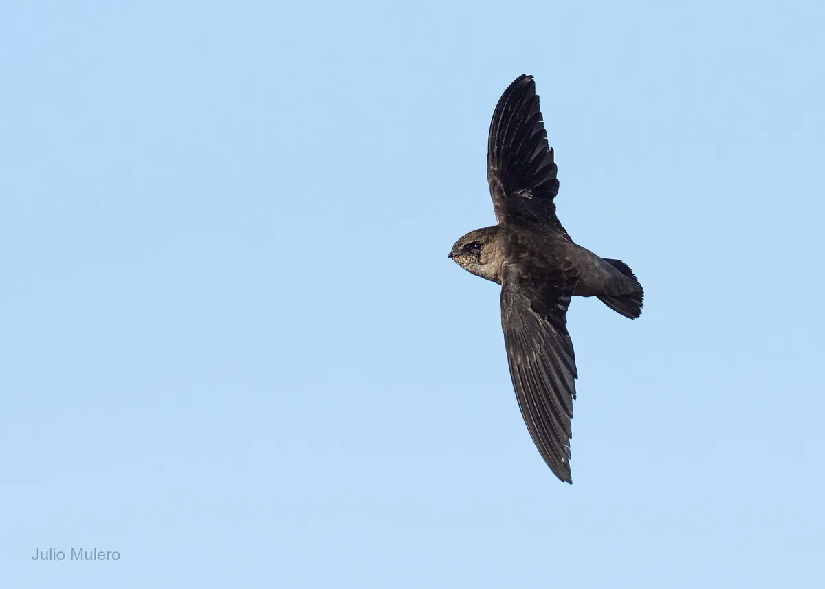 Samuel West och Adrian Edmonson leder fågelskådarprogram på Channel 5