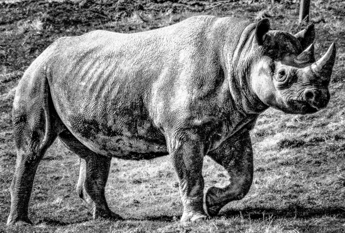 Rhino kills anti-poaching guard in South Africa