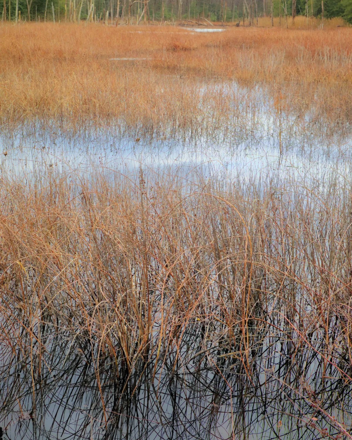 Wetland Projects in Västmanland Gain Funding and Show Environmental Benefits