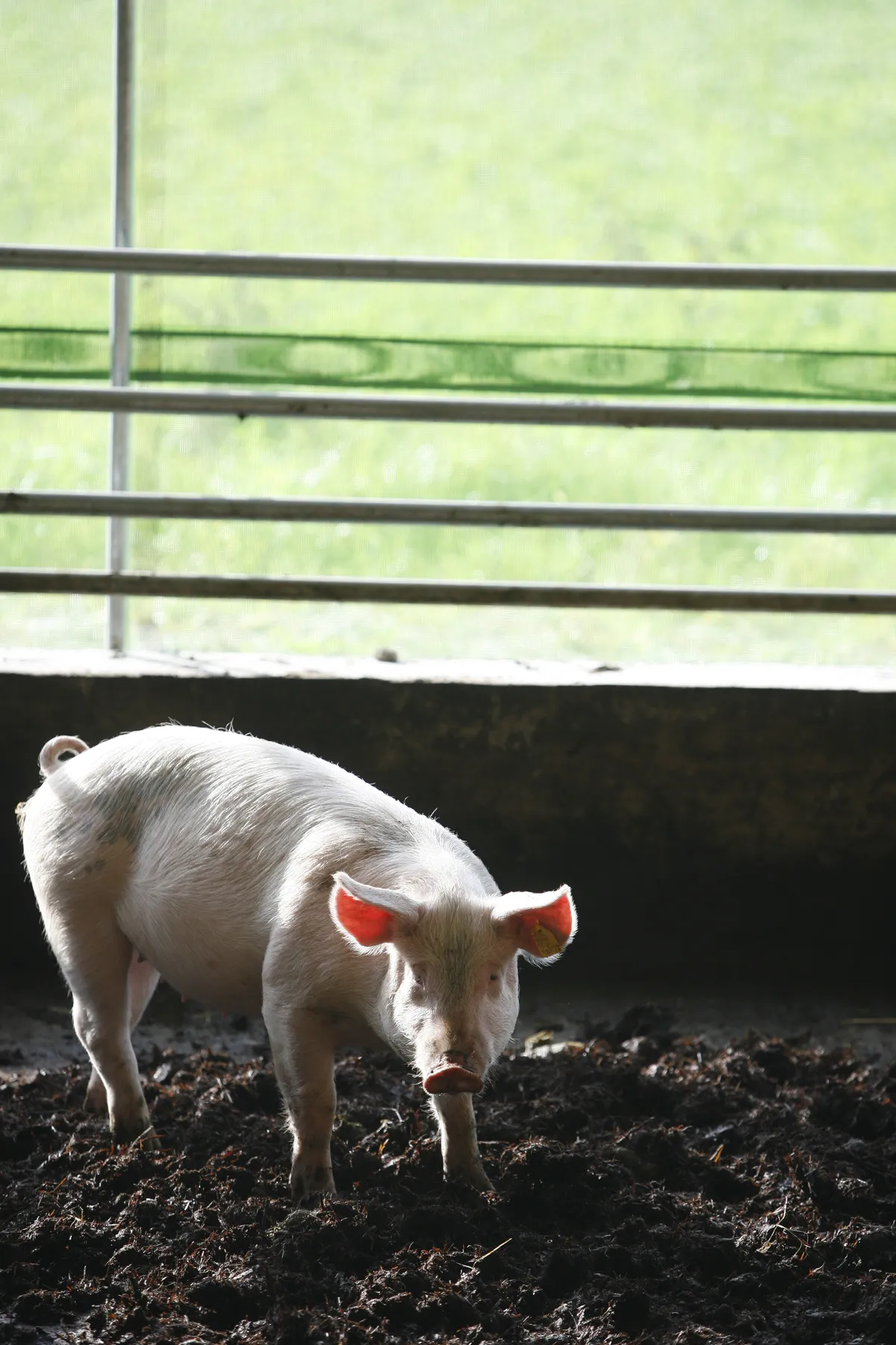 Grisar arbetar som säsongsarbetande trädgårdsmästare i svenskt växthus och