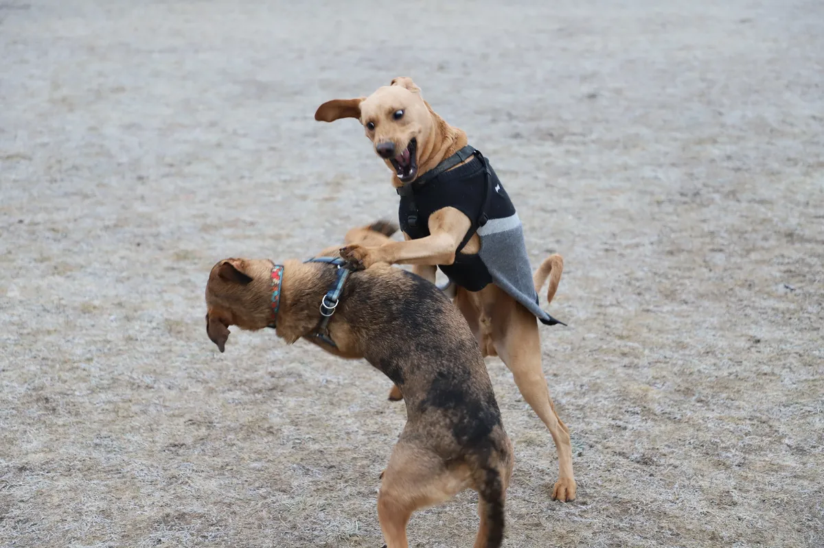 Studie analyserar nästan 6000 hundskadefall över 16 år i Sverige