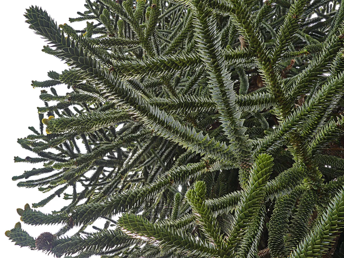 Första Barbarymakakens genom sekvenserat för att hjälpa bevarandet