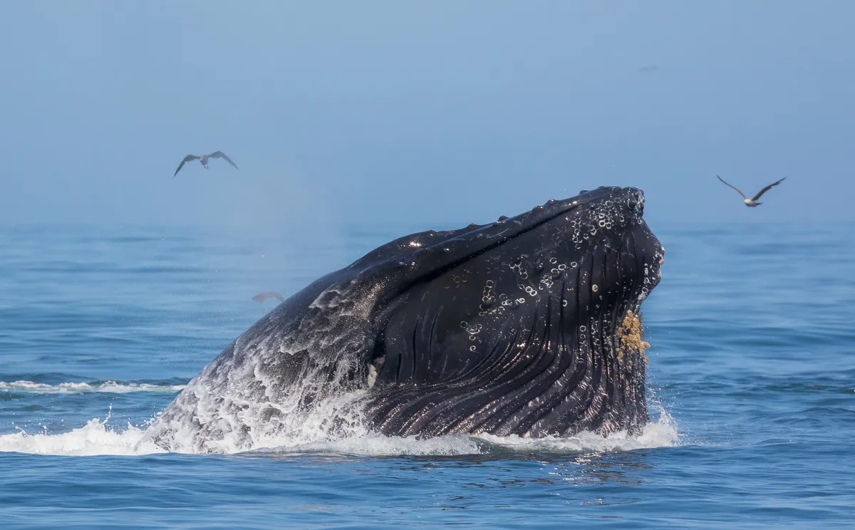 Historic sperm whale birth filmed with unprecedented cooperative behavior