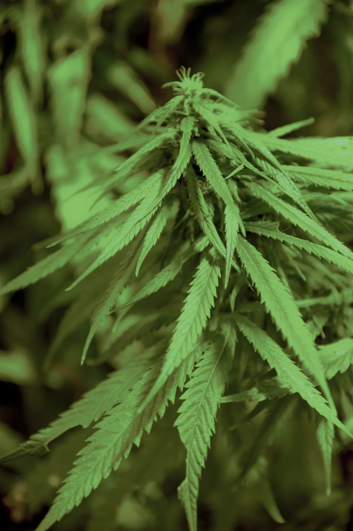 Polisen beslagtar cannabisplantor värda £610 000 i Aberdeen