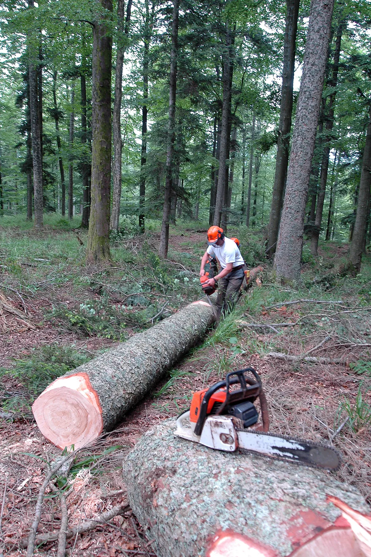 Skogsstyrelsen varnar för snabb förlust av naturskogar