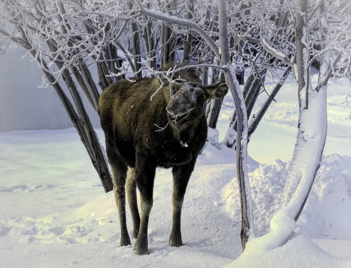 Famous Moose Complete GPS Tracking Project, Collars Removed