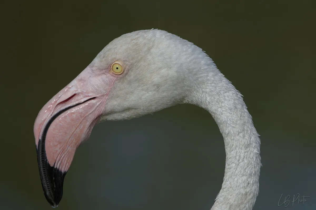 Canadian Tourist Arrested for Torturing Flamingo at Las Vegas Hotel