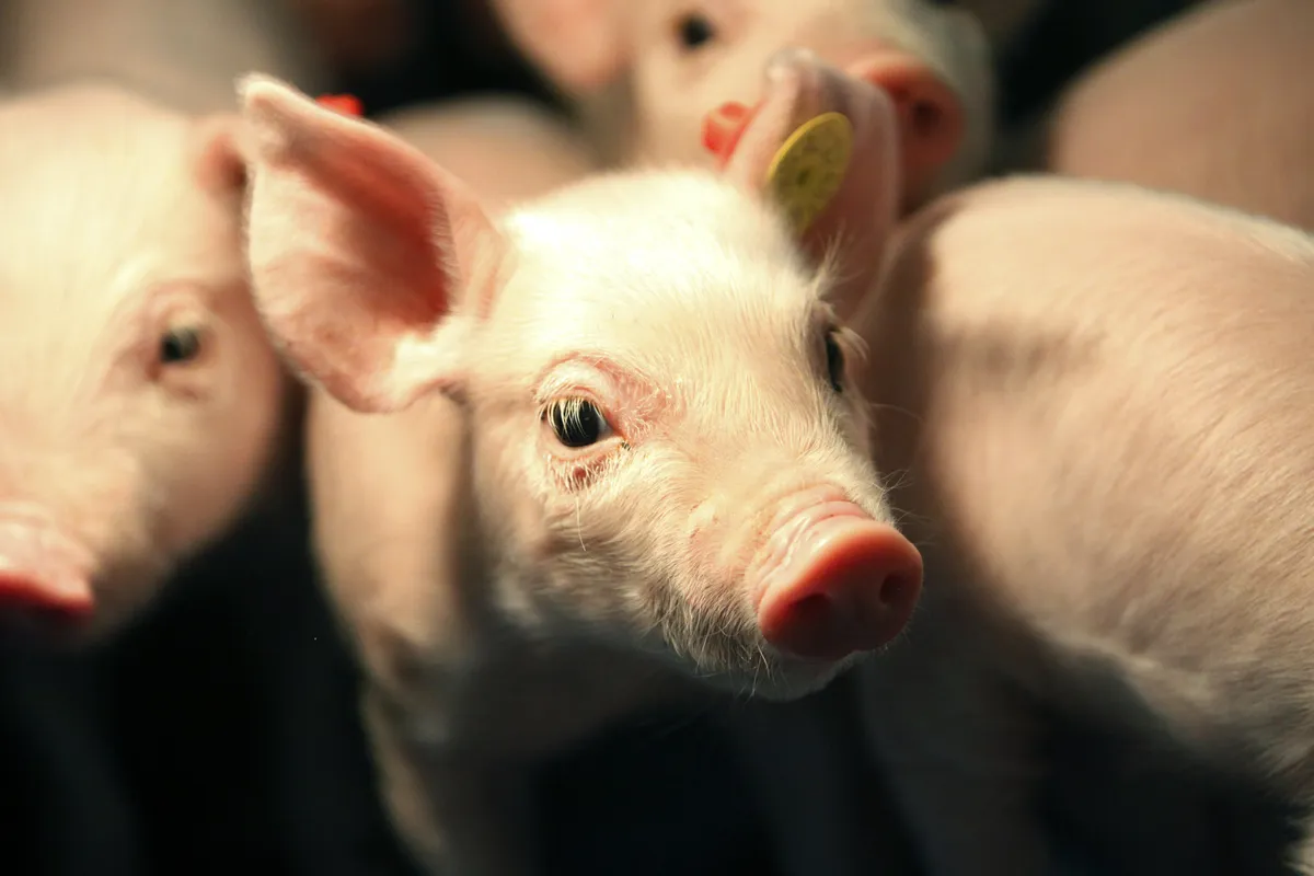 Swedish chefs develop pork-based school meals amid beef shortage