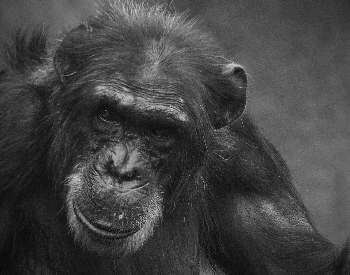 Study Documents First Observed Chimpanzee Civil War in Uganda
