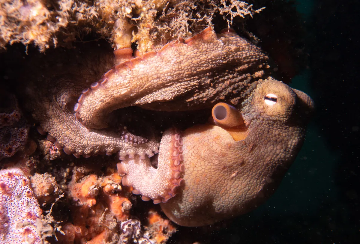 Netflix visar första bilderna från filmen 'Remarkably Bright Creatures'