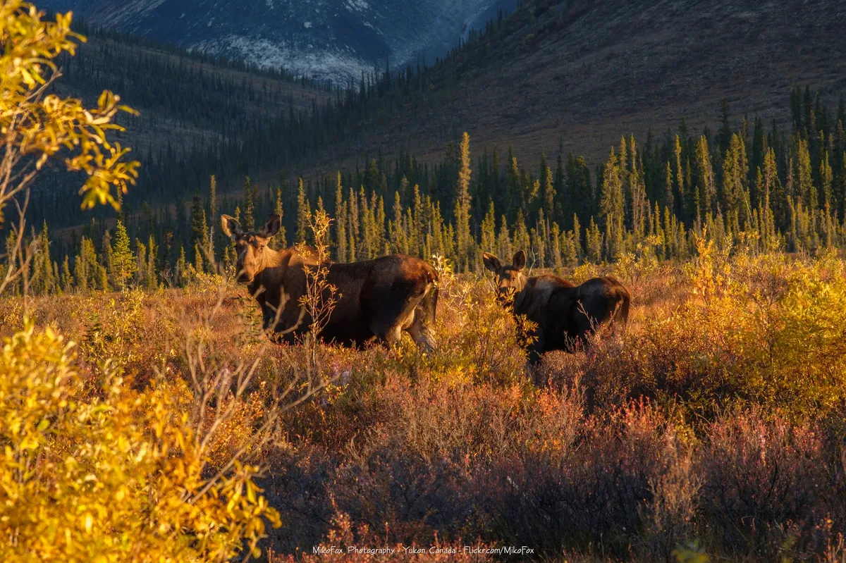 Swedish moose migration broadcast tradition confirmed for this year