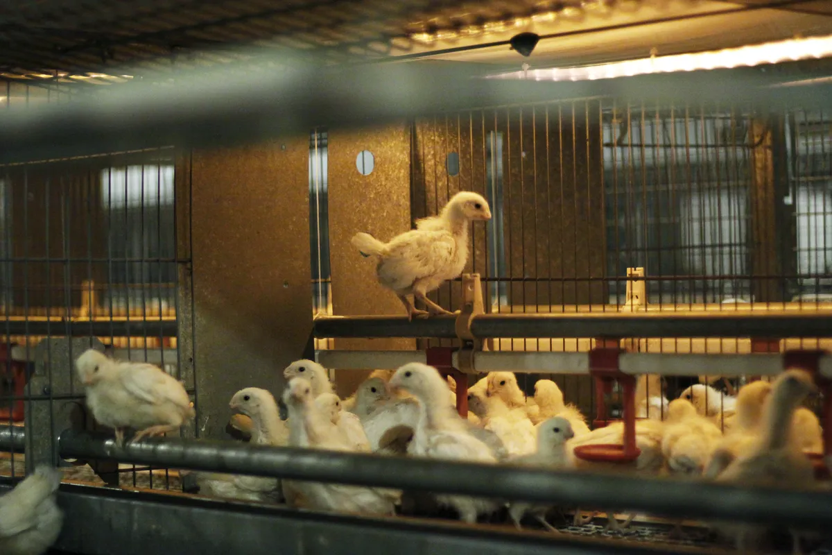 Svensk hönsentusiast utökar flocken från fem till hundratals i Karlstad