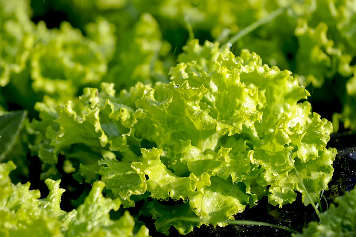 Göteborgs stads ekologiska livsmedelsinköp återhämtar sig till över 50 procent