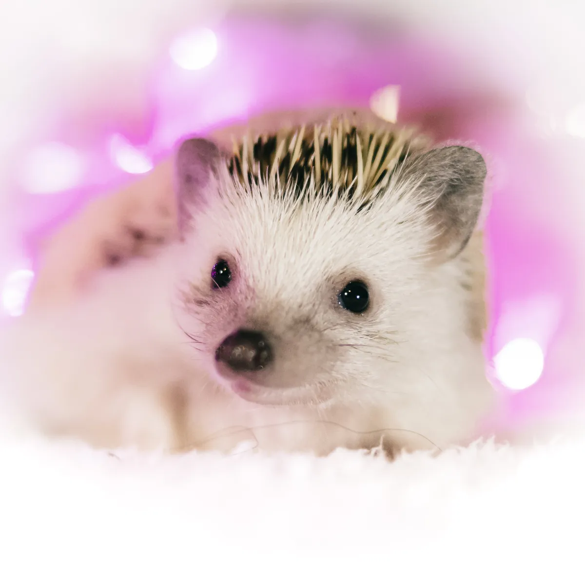 Igelkottar kan höra ultraljud, ger hopp om minskade vägdödsfall