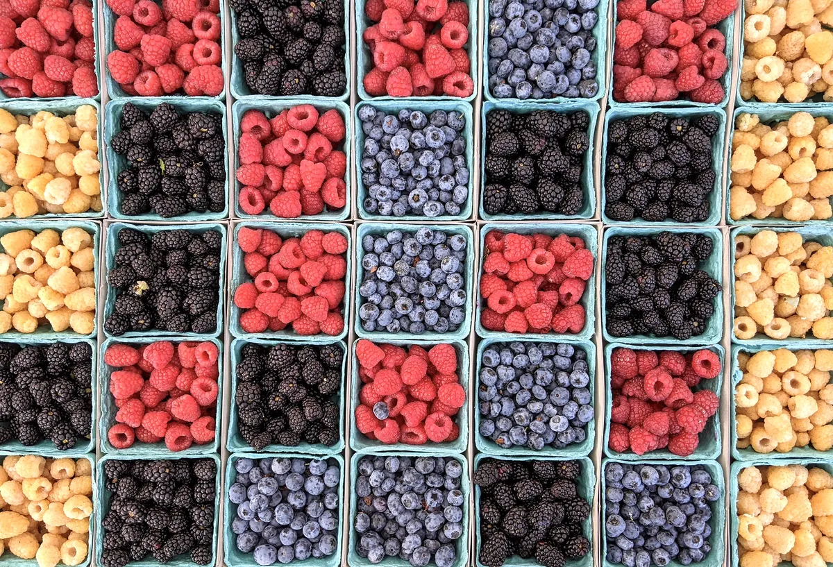 Frost Threatens Blueberry Harvest, Owner Arrested Over Recruitment