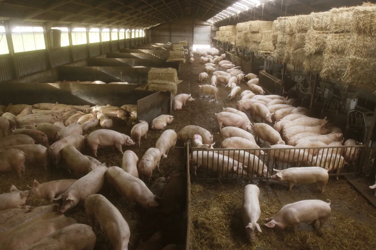 Scan Sverige förvärvar slakteriet Jämtlandsgården i Hammerdal