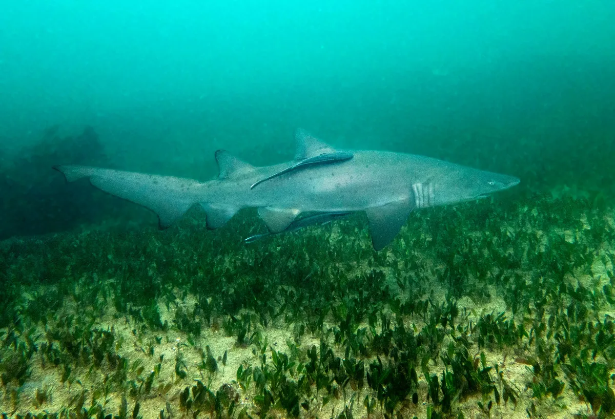 Record-breaking great white shark Contender returns to Florida waters