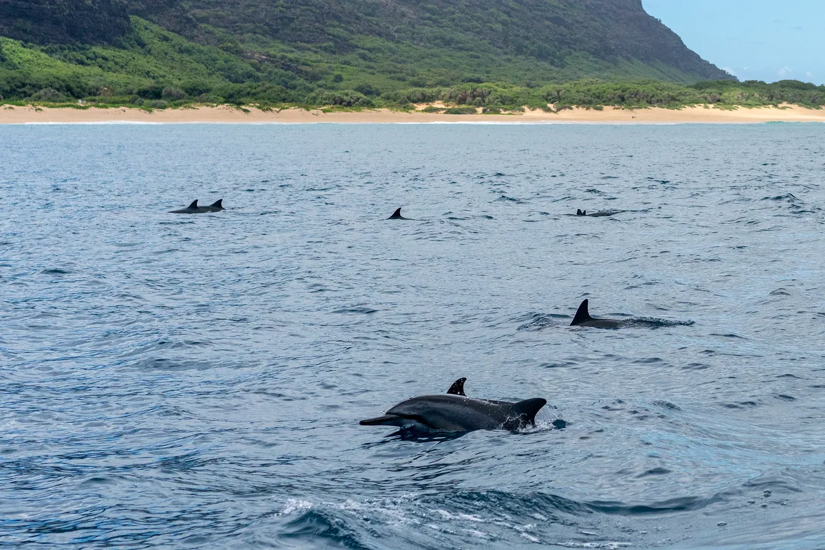 Ric O'Barry proposes moving Kolmården dolphins to natural pools