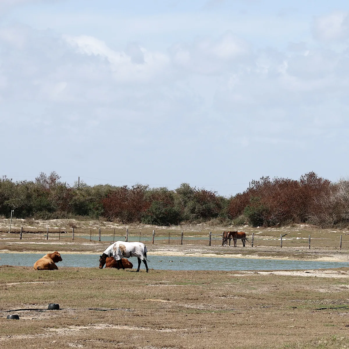 Kobra Brick kan bli Årets Häst på galan i Stockholm