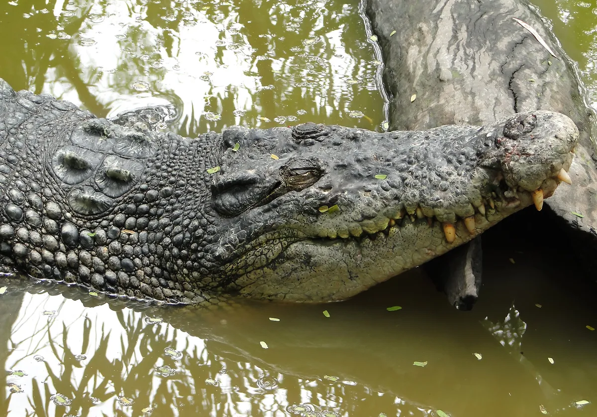 India Considers Crocodiles, Snakes as Border Deterrent