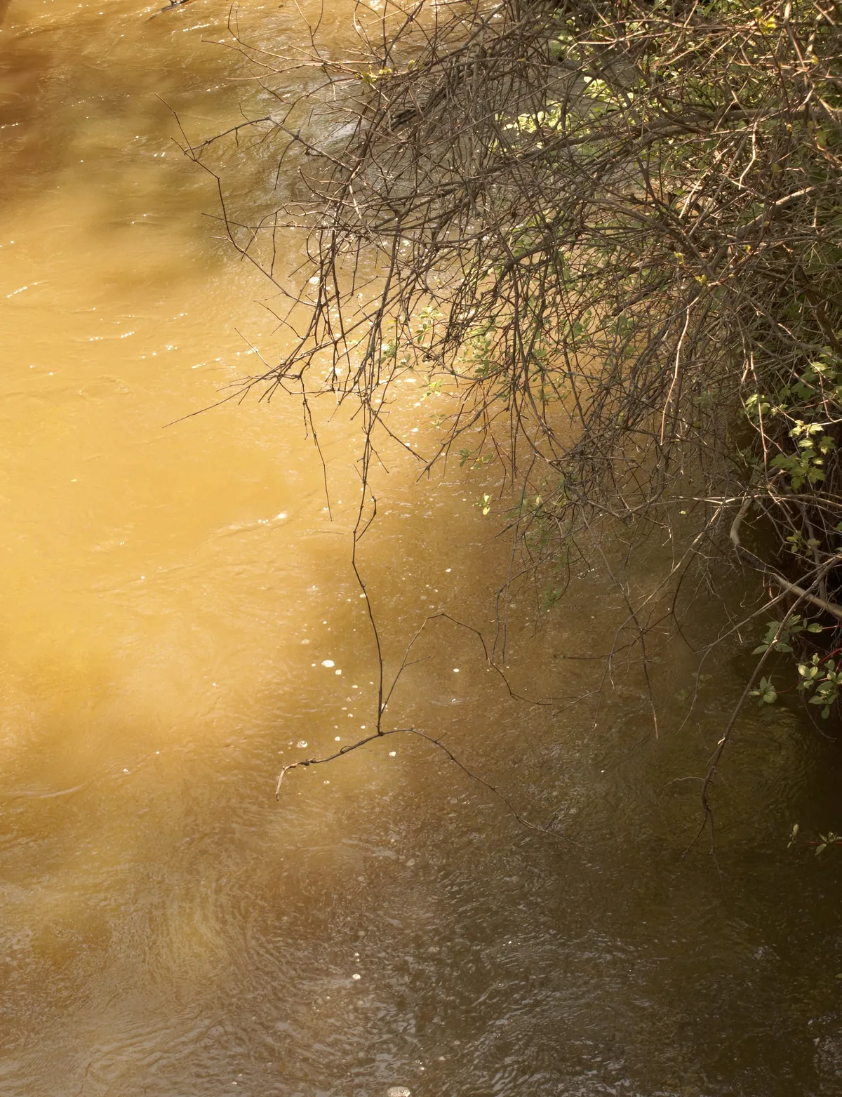 Record Low Water Levels Affect Salmon Fishing Premiere in Mörrum