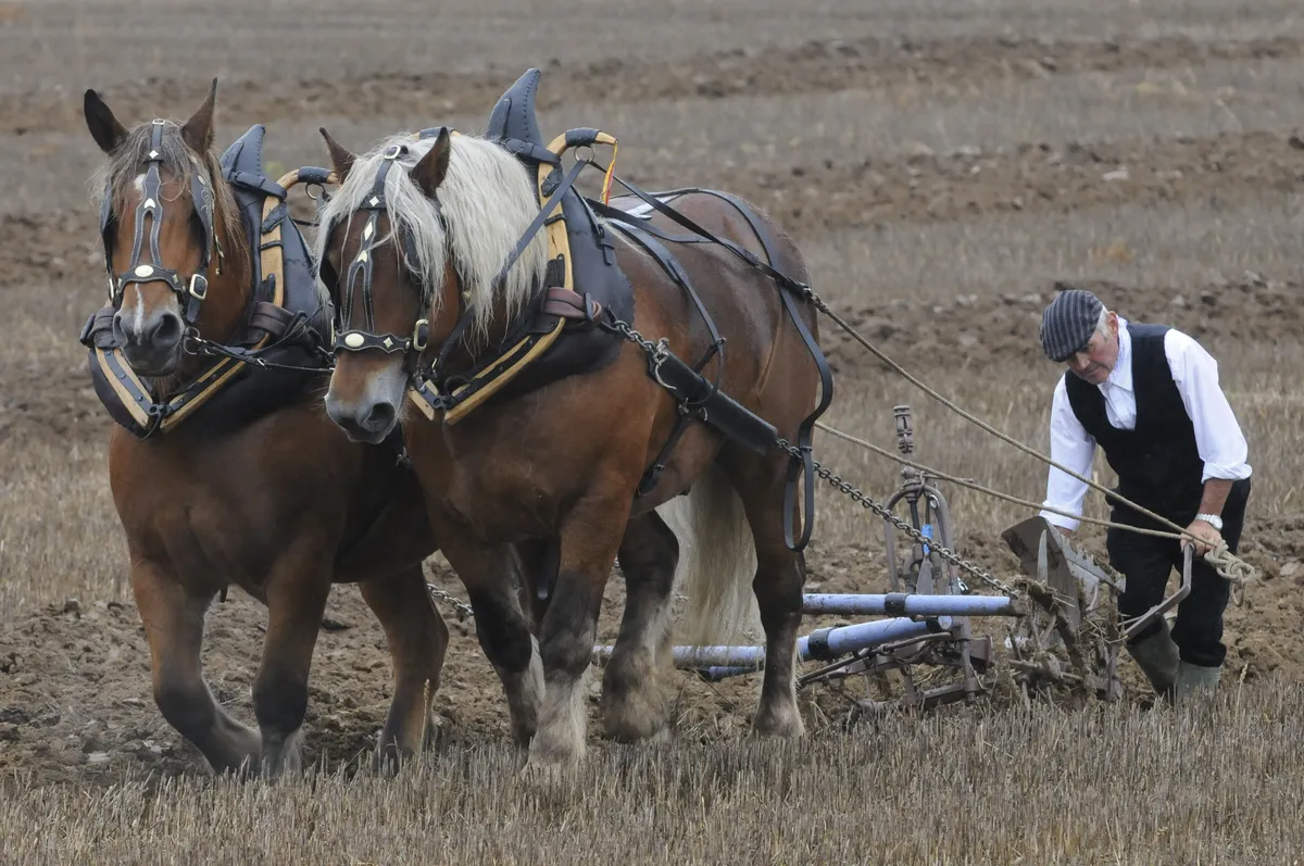 Bröderna A Fair Day och Maroon Day vinner V85-lopp på Halmstad