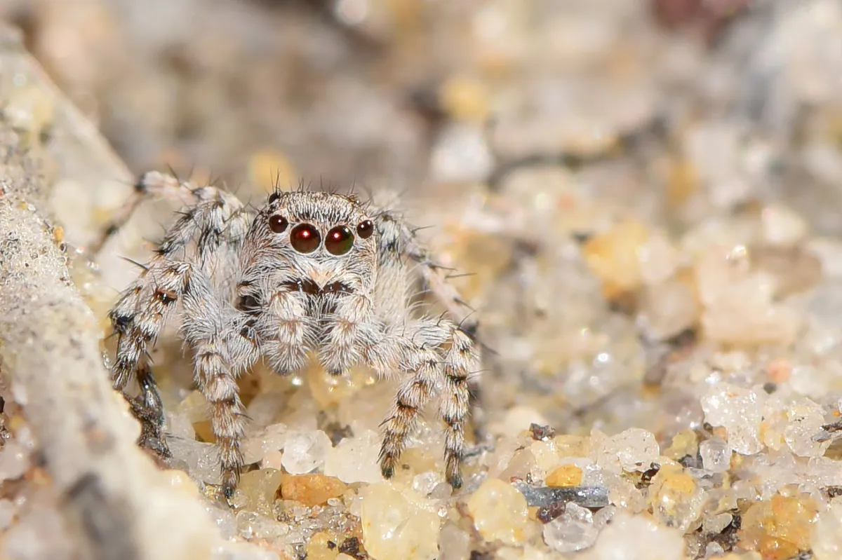 Researchers Engineer Bacteria to Produce Colored Spider Silk