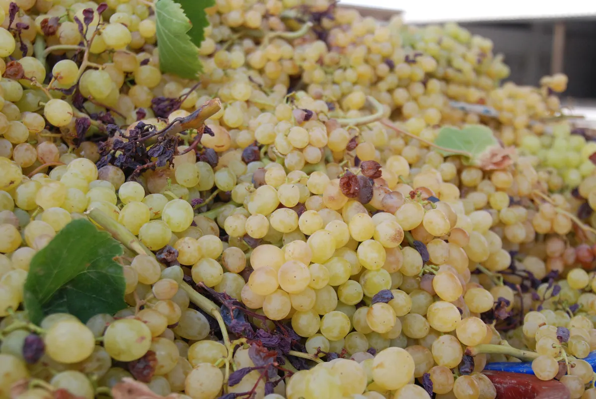 Ancient DNA study reveals Pinot Noir's genetic stability over 600 years