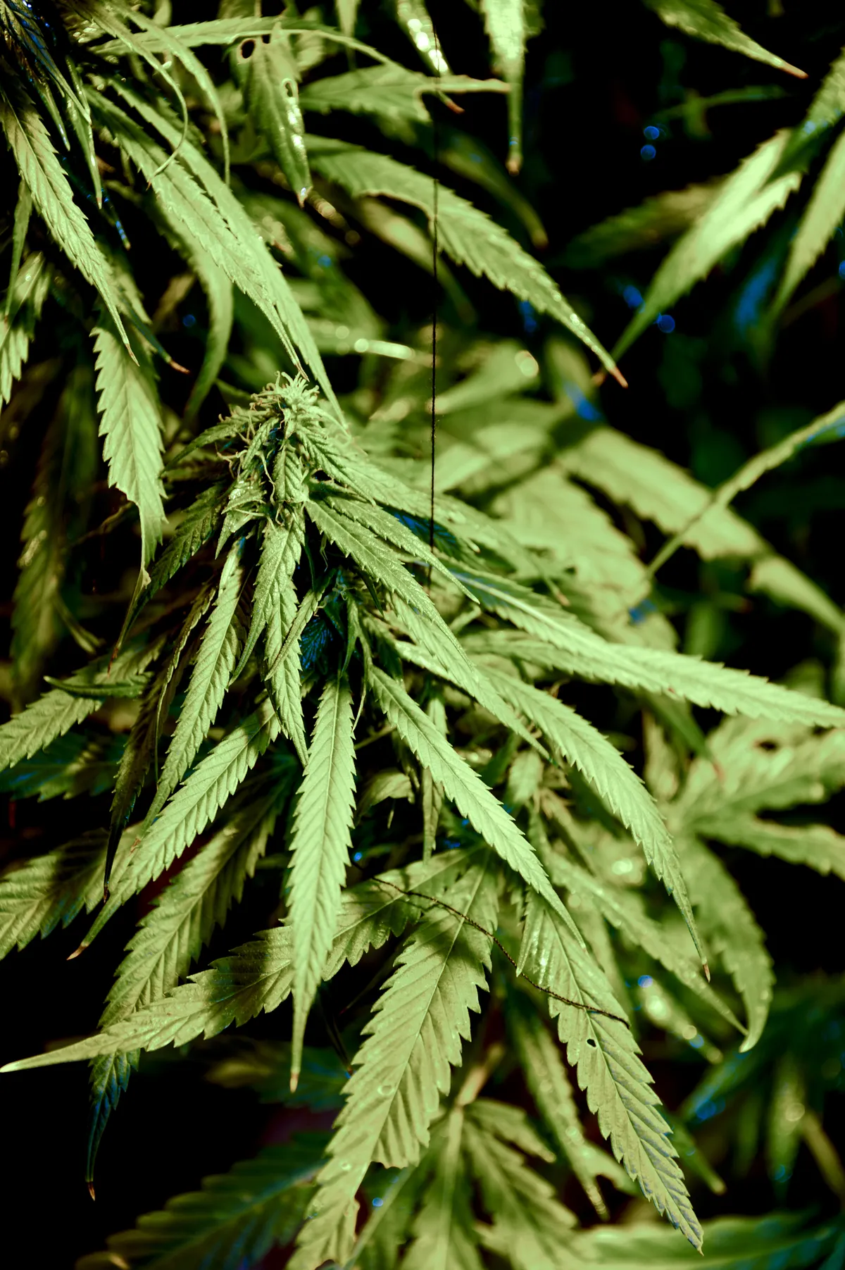 Police across Europe target drug networks, family involvement in Sundsvall case