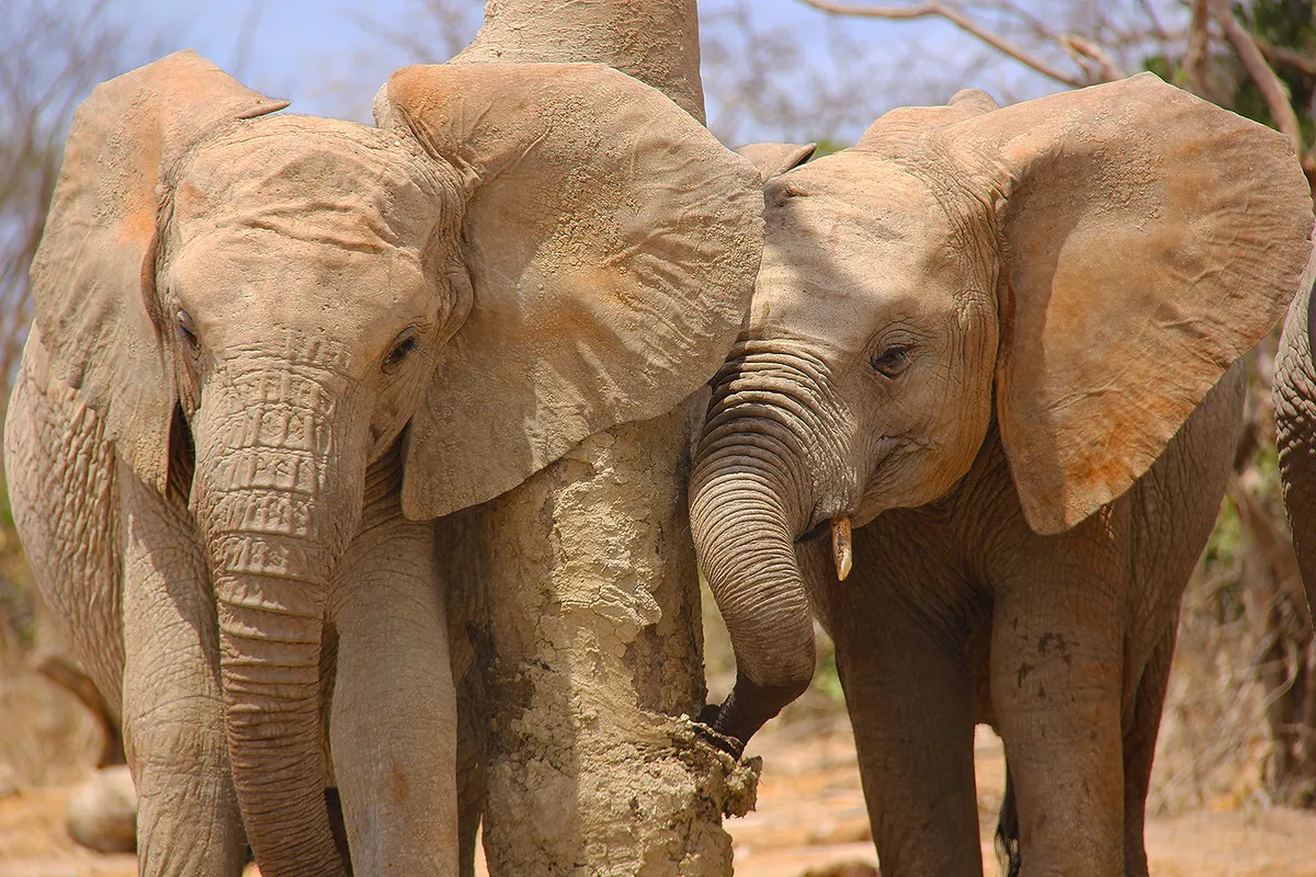 Elefantkalv frodas med faster efter moderns avvisning