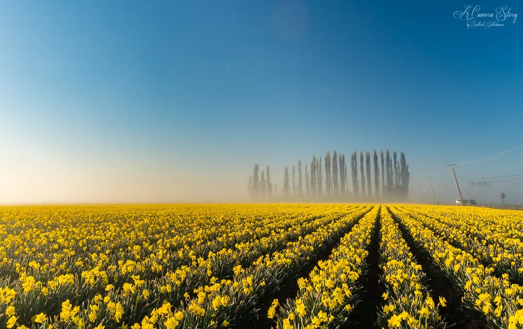 Rekordvarmt väder i Storbritannien ger tidiga vårblommor