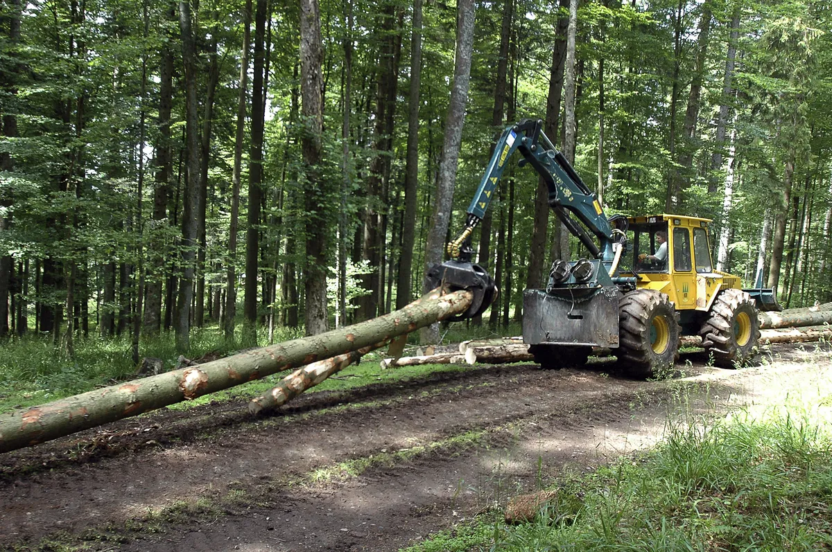 Mårten Lind's award-winning book explores spruce forests amid logging tensions