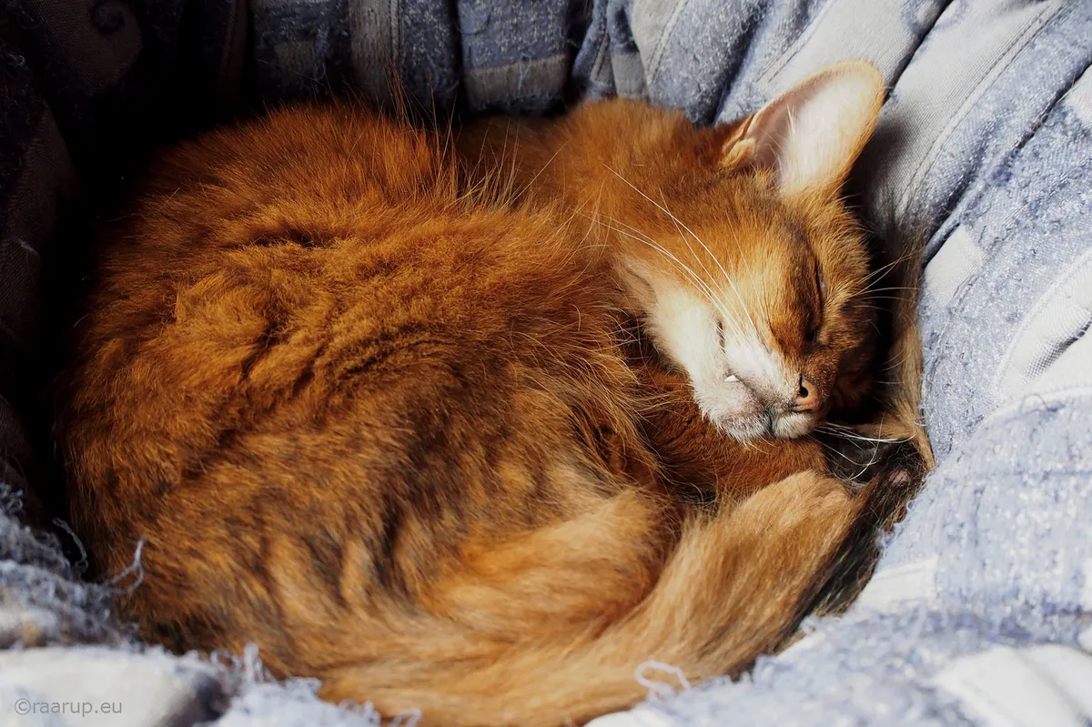 Sweden issues new sleep guidelines for children and youth