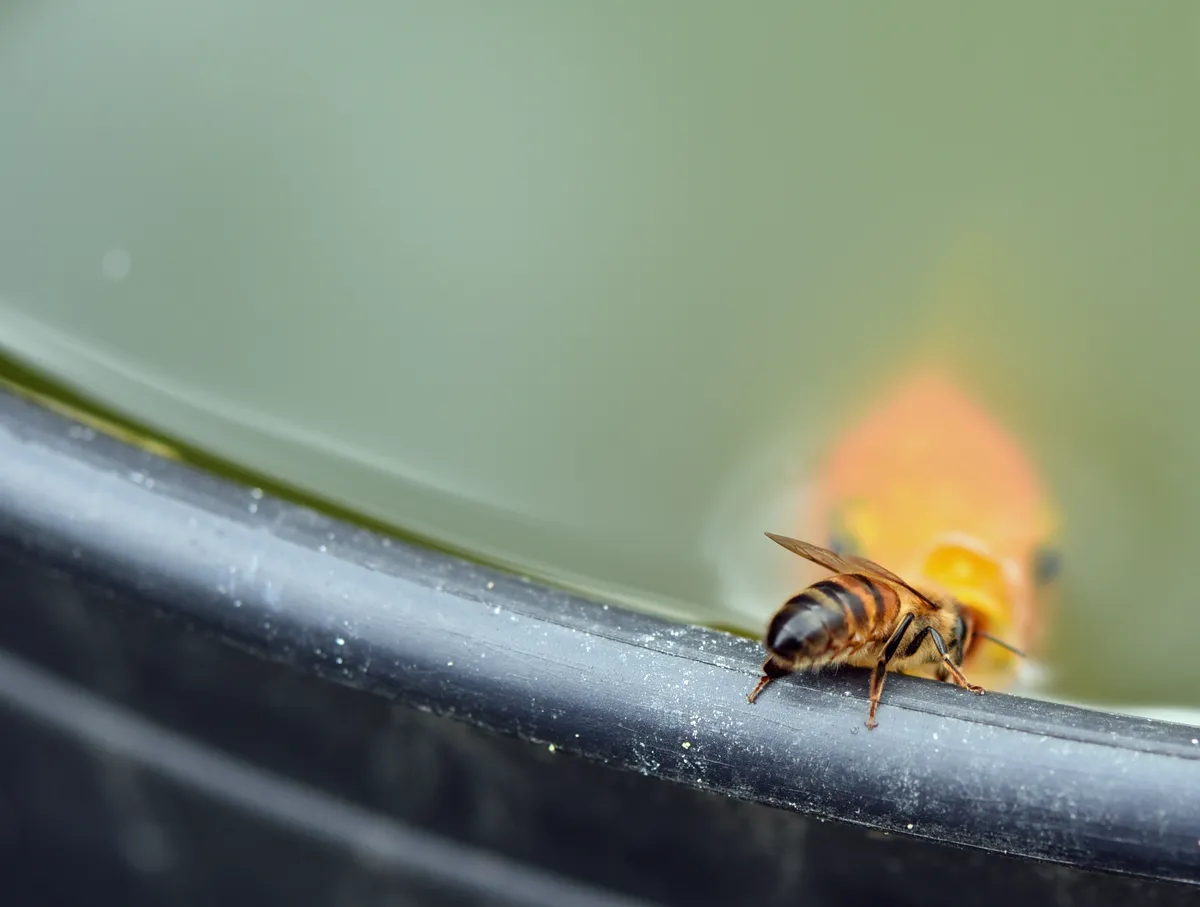 Fusk med honung i Sverige hotar biodlare och livsmedelsförsörjning