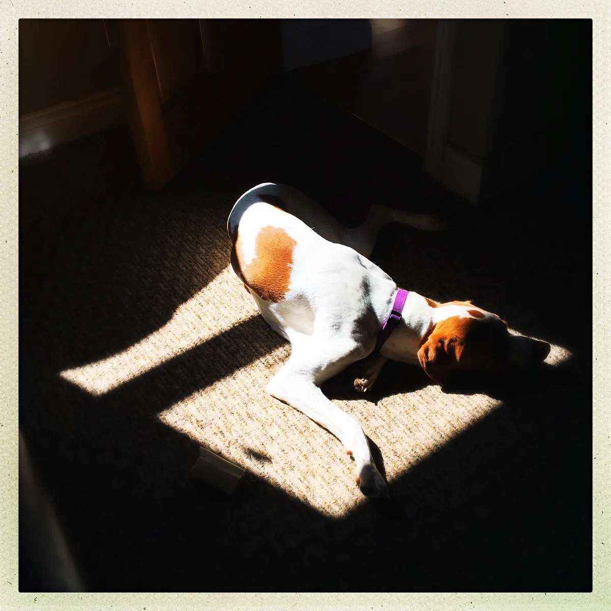 Sarah Ferguson considered cloning Queen's corgis for reality TV show